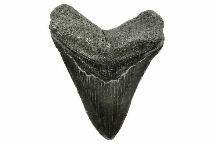 Serrated, Fossil Megalodon Tooth - South Carolina #375850